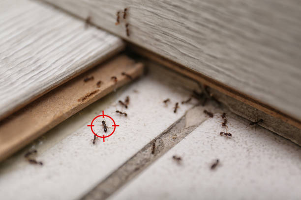 Trusted Waverly, TN Pest Control Experts